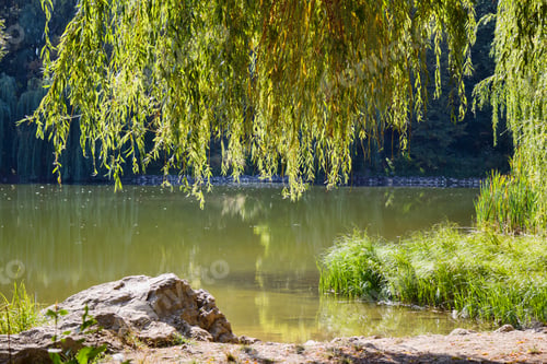 Preview: Willow trees at the lake with reflection