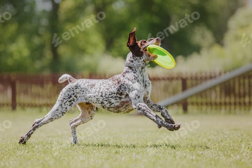 Preview: Dog catching flying disk in jump, pet playing outdoors in a park. sporting event, achievement in spo