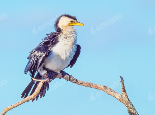Preview: Little Pied Cormorant