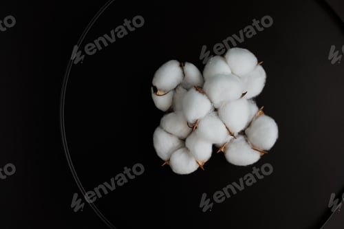Preview: Five white cotton flowers on black background