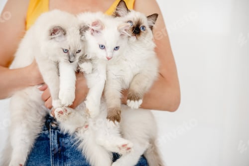 Preview: Owner holding ragdoll cats