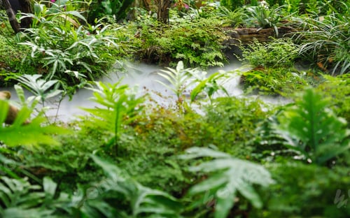 Preview: Plant garden with ultrasonic fogger in the pond