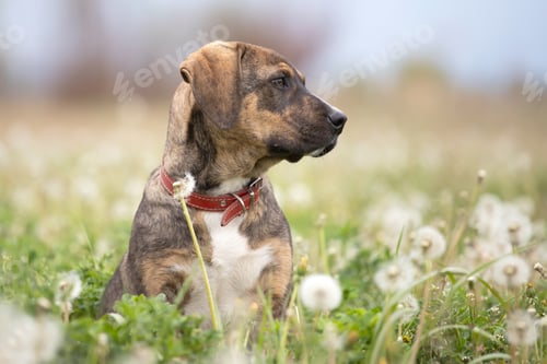 Preview: Dog in magic dandelion meadow.