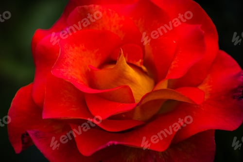 Preview: Close up of red rose, symbol for love and romance