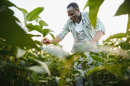 Preview: Farmer is standing in his growing soybean field. He is satisfied because of good progress of plants.