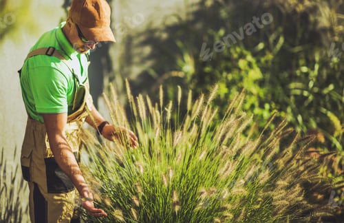 Preview: Gardener Taking Care of Decorative Garden Grasses