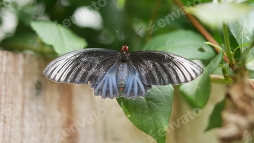 Preview: Selective focus shot of a batwing (atrophaneura varuna) on a leaf