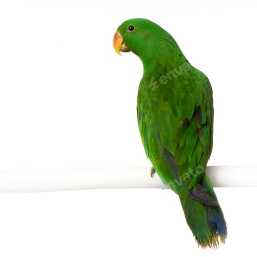 Preview: male Eclectus Parrot - Eclectus roratus
