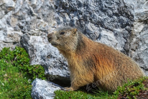 Preview: Alpine marmot (Marmota marmota) on rock