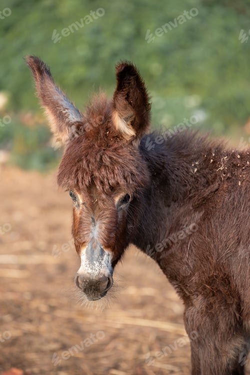 Preview: A donkey on the meadow