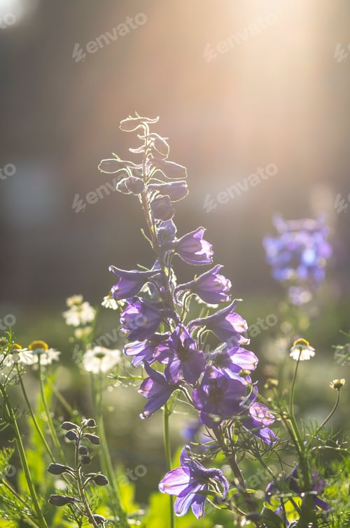 Preview: Blue Salia field when sunset with light ray