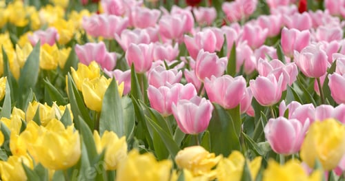 Preview: Beautiful tulip in garden