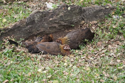 Preview: A selective shot of a brood of hens lying on the grass