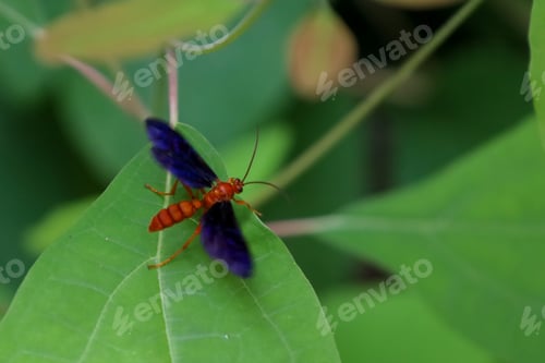 Preview: Close-up of a Rusty Spider Wasp perched on a green leaf