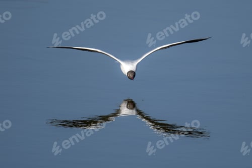 Preview: Closeup of a black-headed gull (Chroicocephalus ridibundus) flying above a lake