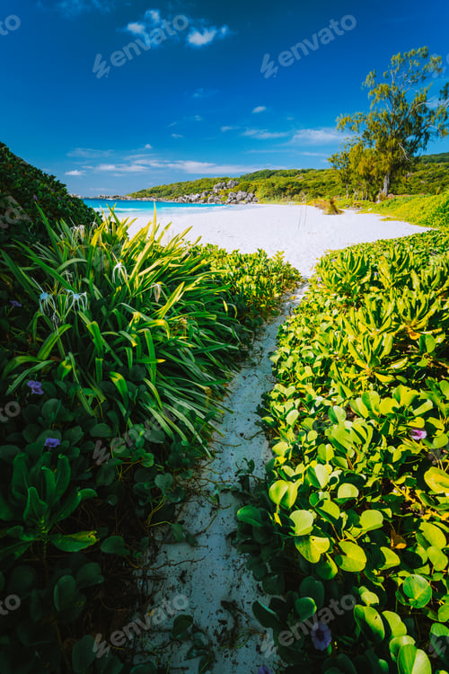 Preview: Hiking path overgrown with green plants leading to beautiful grand anse beach at La Digue island
