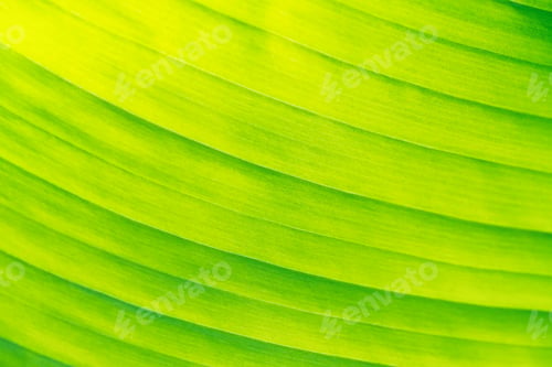 Preview: Banana leaf texture for bright natural background close