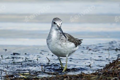 Preview: Common greenshank (Tringa nebularia)