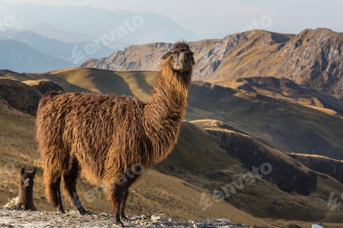 Preview: Majestic Llama Standing in a Verdant Mountain Landscape