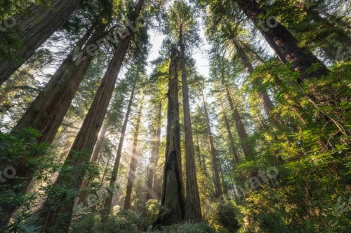 Preview: Morning light amongst the tall trees of redwood national park