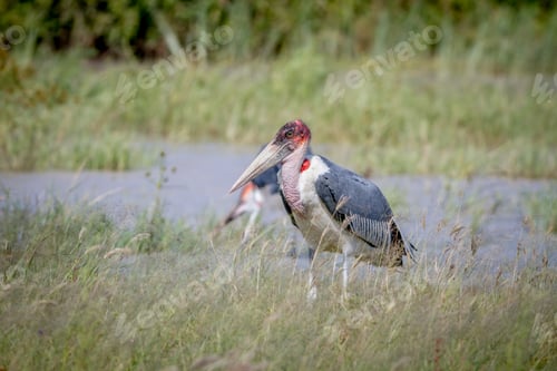 Preview: Marabou stork standing next to the water.