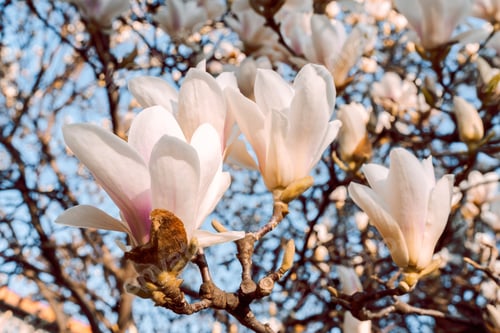 Preview: Magnolia soulangeana also called saucer magnolia flowering springtime tree with beautiful pink white