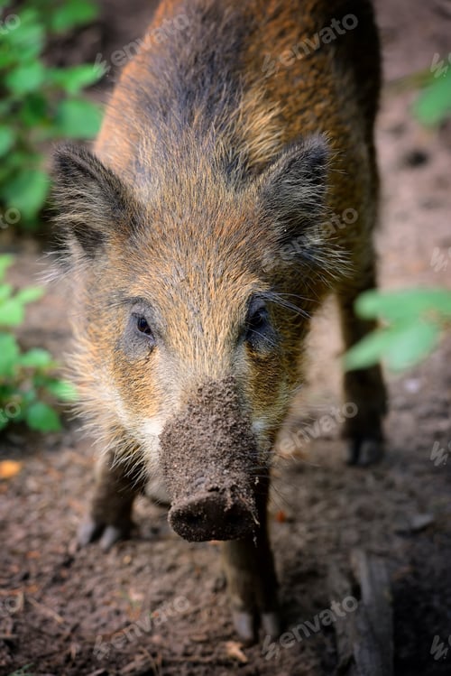 Preview: Young wild boar in the forest, portrait. Selective focus