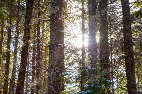 Preview: Magical View of the Sun Shining in the Rain Forest