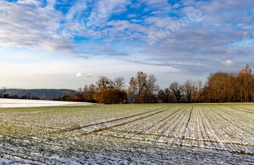 Preview: A field with white snow and a bald dense forest under a cloudy sky