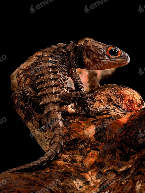 Preview: ribolonotus gracilis (bush crocodile, red-eyed crocodile skink, orangeaugen-helmskink)