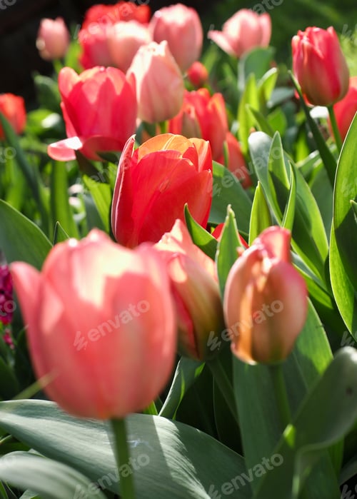 Preview: tulips