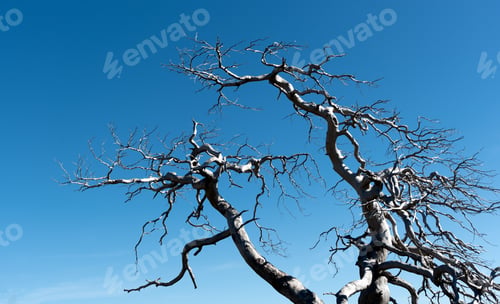 Preview: Dead dry tree with leafless branches against blue clear sky
