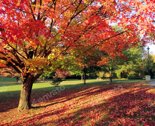Preview: Autumn Tree