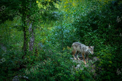 Preview: Canis lupus italicus (subspecies of the gray wolf, Canis lupus).