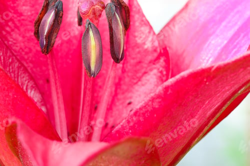 Preview: Macro of lilies