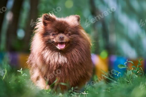 Preview: Pomeranian Spitz brown dog in garden