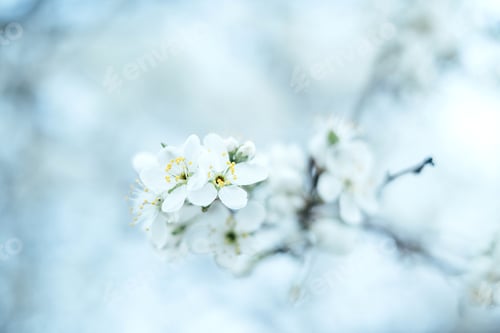 Preview: Apple tree branch with blooming white flowers
