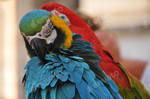Preview: Closeup shot of two colorful macaws