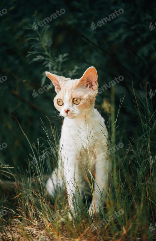 Preview: Sweet Devon Rex Cat Funny Curious Young White Devon Rex In Summer lane Forest. Short-haired Cat Of