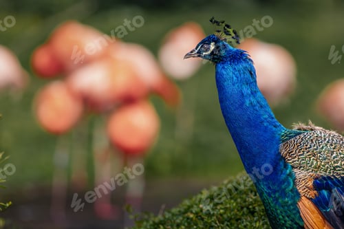 Preview: Vibrant peacock perched on a bush amongst flamingos in colorful setting