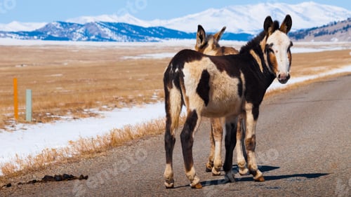 Preview: Donkey