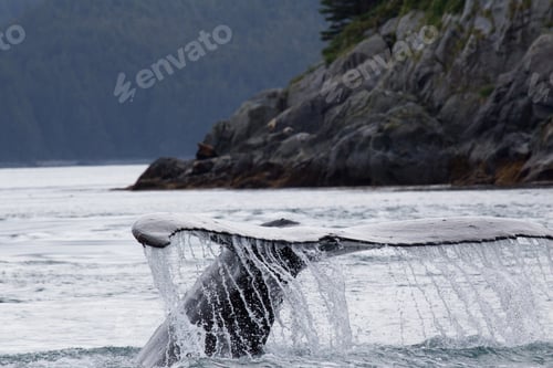 Preview: Tail of Humpback Whale