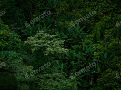 Preview: Aerial view of beautiful tropical forest mountain landscape