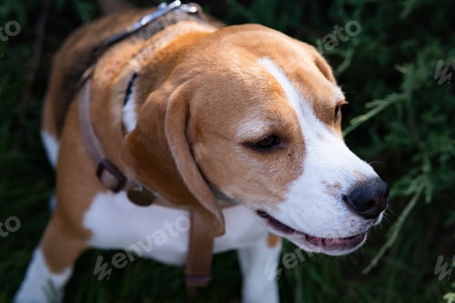 Preview: Cute beagle puppy running on grass