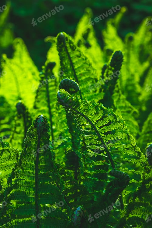 Vista previa: fern in backlight, curl of leaves, forest plants and natural background, vibrant texture