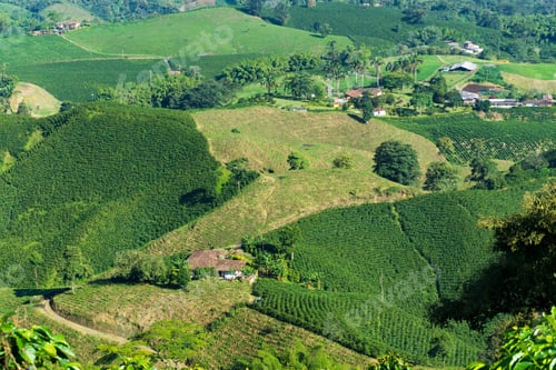 Preview: Colombian Coffee Farms