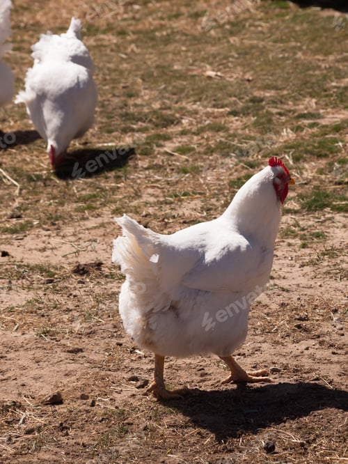 Preview: Chicken