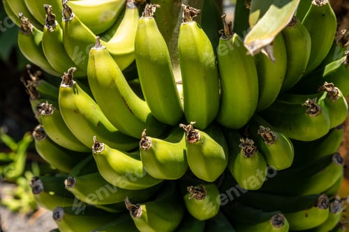 Preview: Unripe banana hanging from the tree