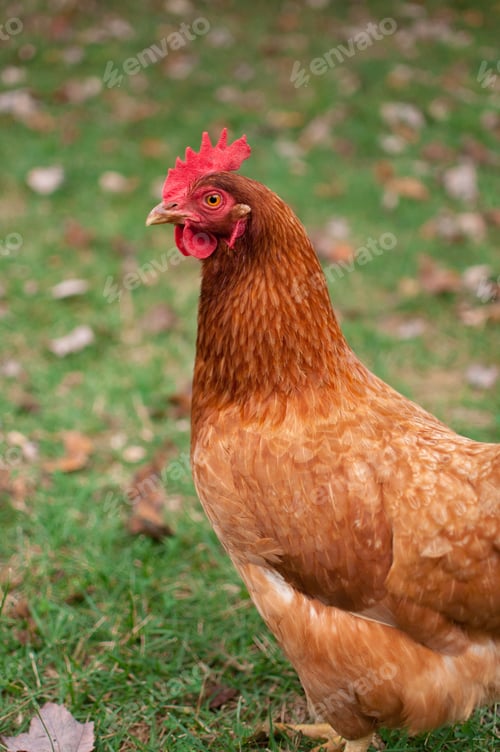 Preview: Chicken