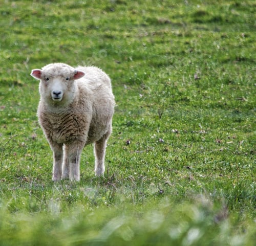 Preview: Lamb in green field in Australia New South Wales